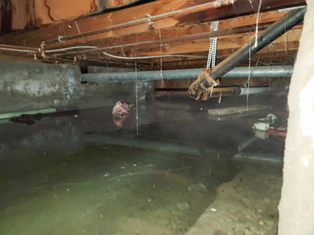 Best Professional water damage repair  in Hooper, NE